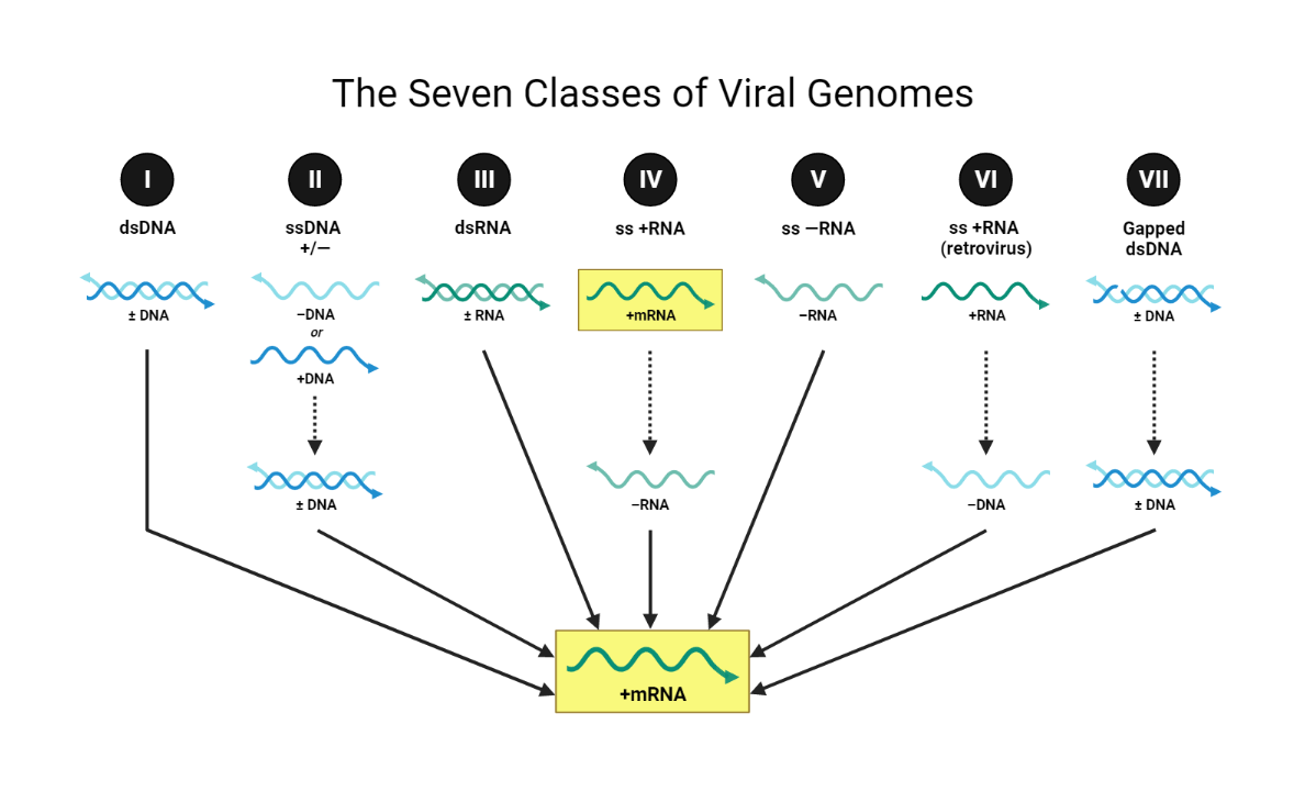 The seven classes of viral genomes