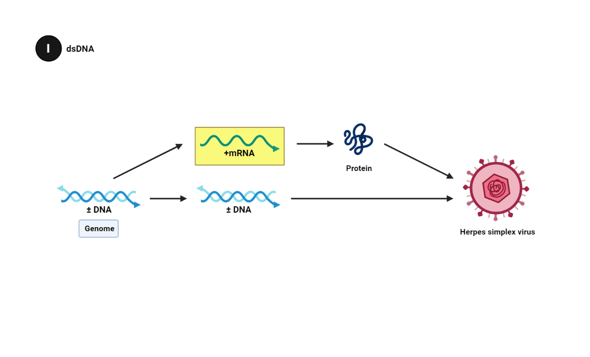 Genome: Double-stranded DNA