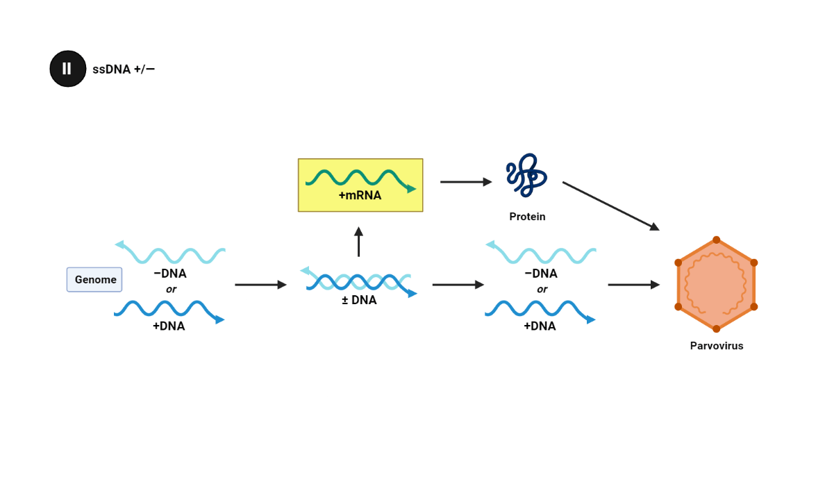 Genome: single-stranded DNA (plus or minus)