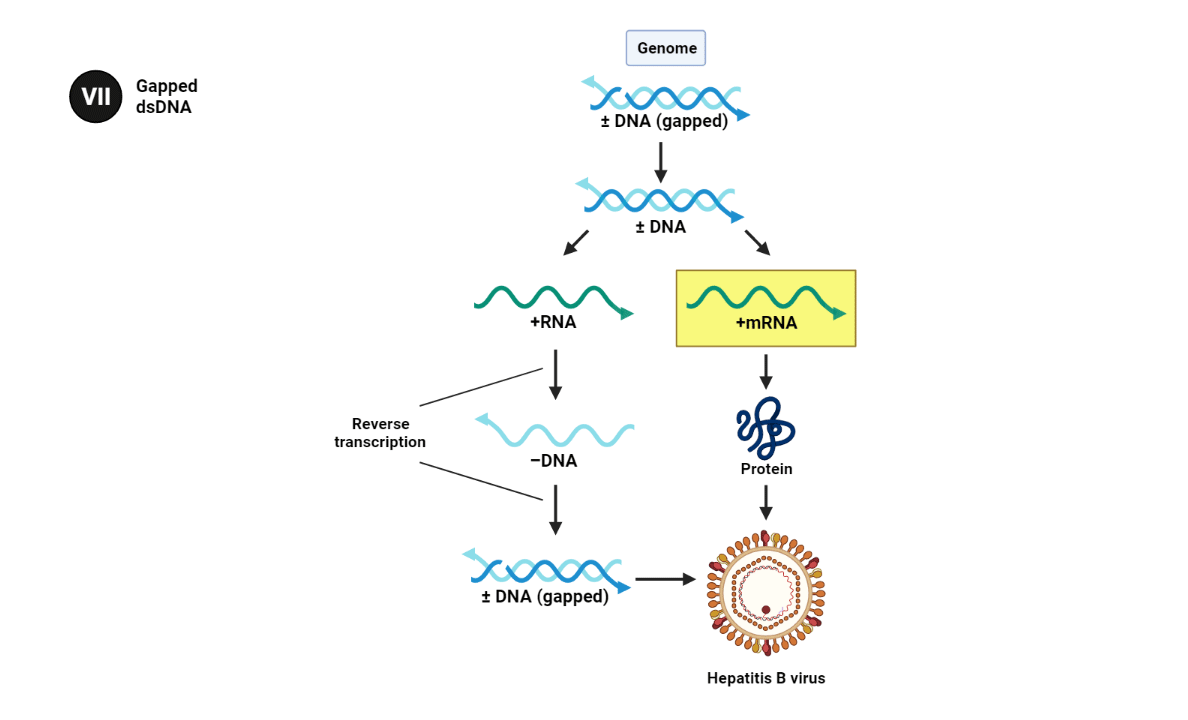 Genome: double-stranded DNA (gapped)