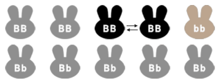 Generation two: only 1 pair of rabbits reproduce, with 10 offspring.