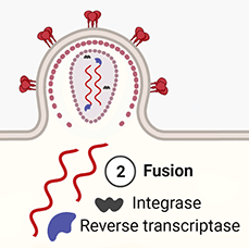 2. Fusion