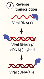 3. Reverse transcription