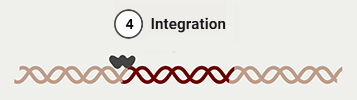 4. Integration