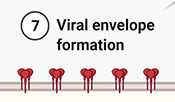 7. Viral envelope formation