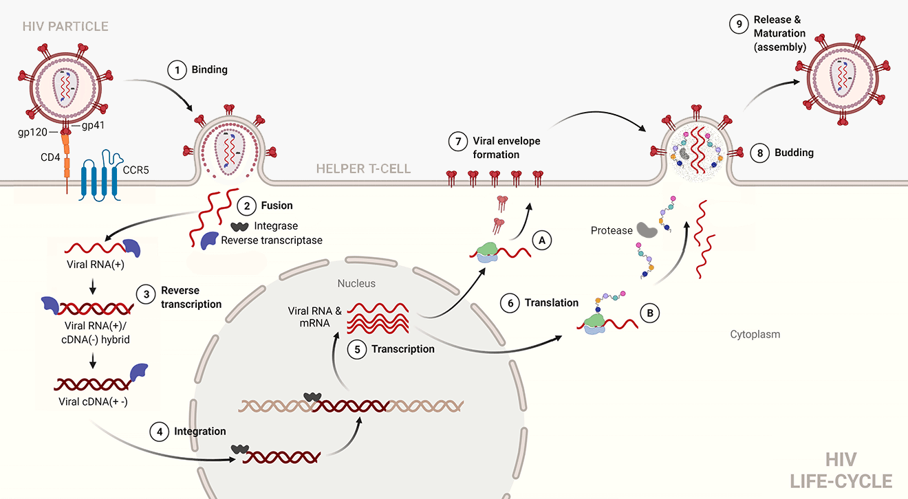 HIV replication cycle