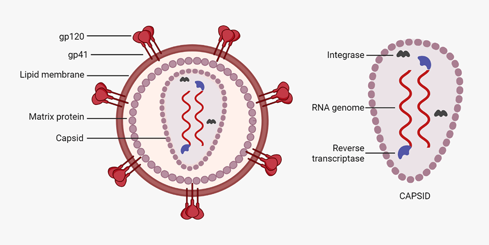 HIV virion and detail of capsid