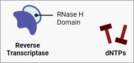 Legend showing reverse transcriptase with RNase H domain and dNTPs
