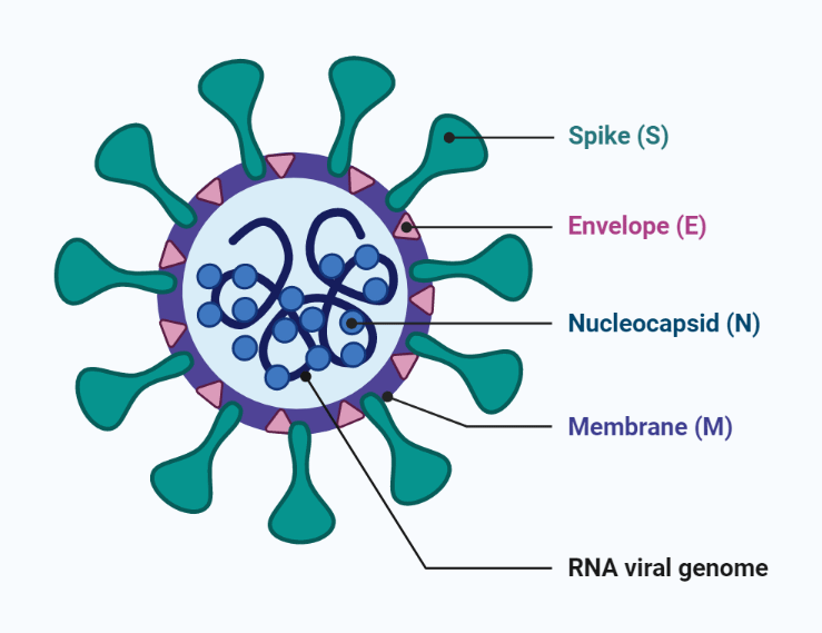 SARS-CoV-2 virion with labelling of Spike (S), Envelope (E), Nucleocapsid (N), Membrane (M) and RNA viral genome.