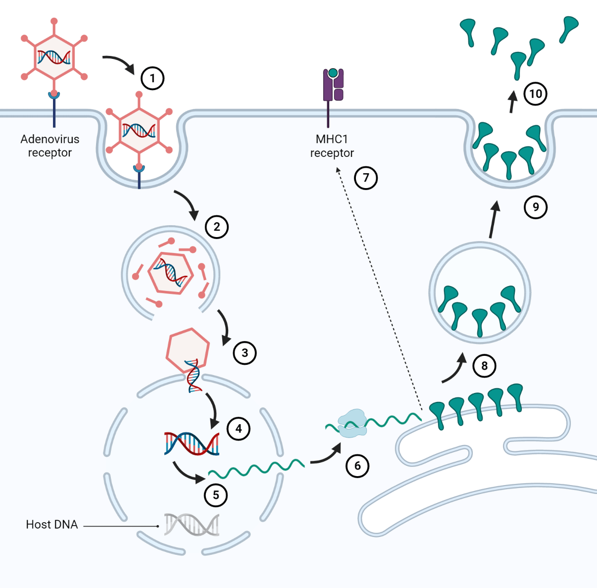AstraZeneca vaccine pathway