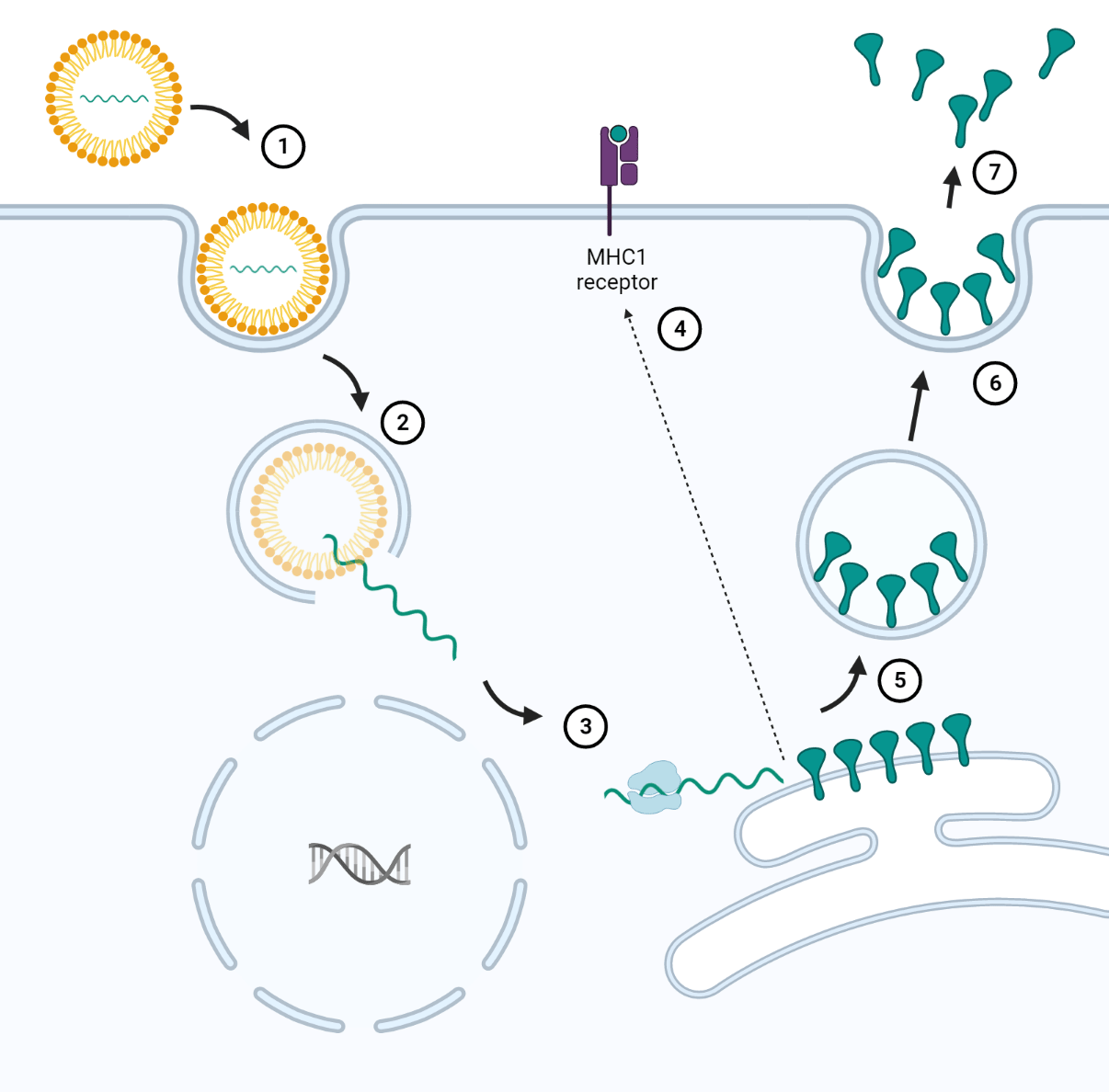 Pfizer/BioNTech vaccine lifecycle