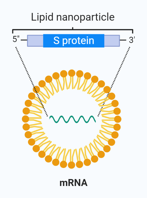 Pfizer/BioNTech lipid nanoparticle vaccine